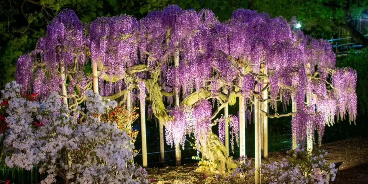 Wspaniała wisteria w donicy, oświetlona nocą, tworzy fioletowy wodospad kwiatów. Obok kwitną azalie.
