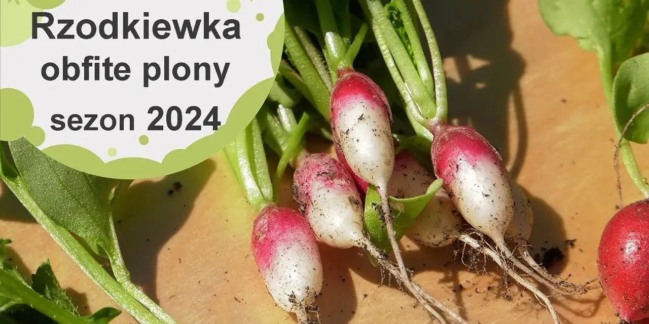 Kiedy jest sezon na rzodkiewki? Poznaj najlepszy czas na siew i zbiory