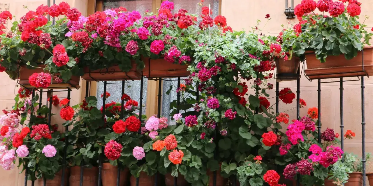 Balkon pełen kwitnących pelargonii w odcieniach różu i czerwieni. Idealne kwiaty na balkon, tworzące barwną kaskadę.