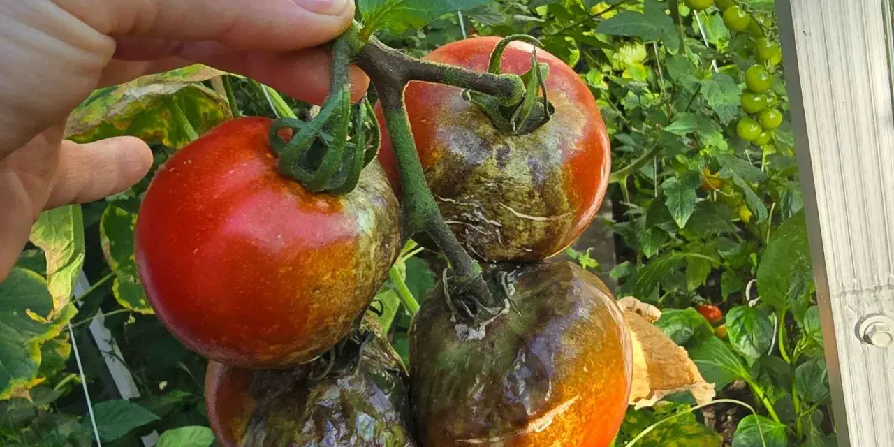 Pomidory z plamami i przebarwieniami, objawy zarazy ziemniaczanej. Jedne owoce czerwone, inne brązowe i gnijące.