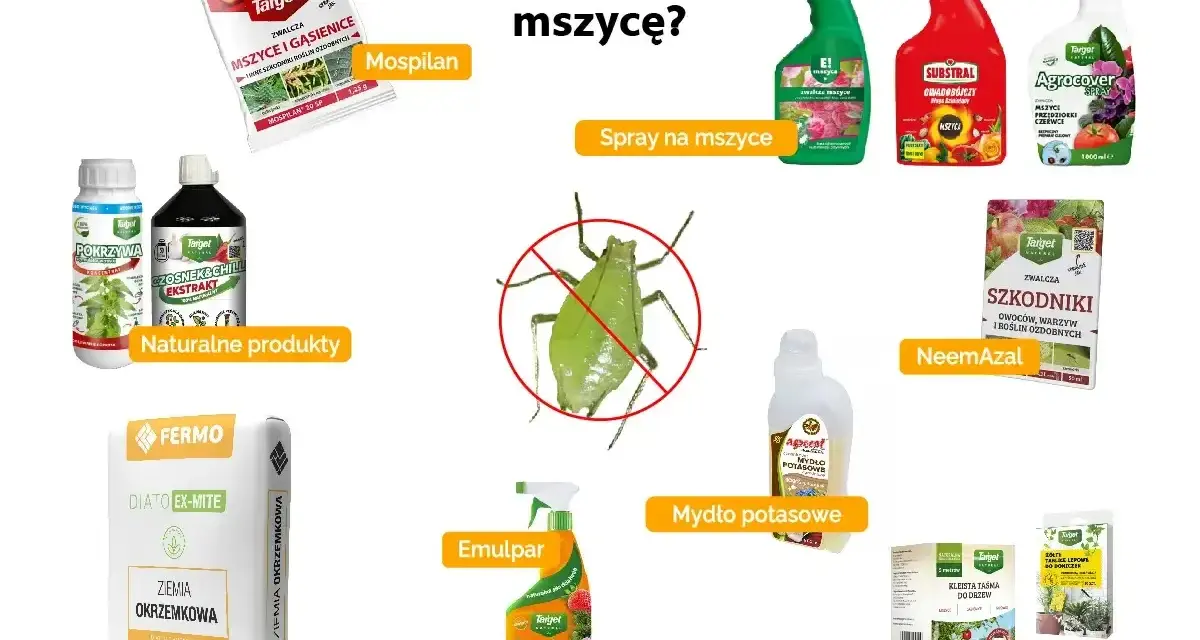 Oprysk na mszyce kiedy stosować? Mospilan, spraye, NeemAzal, mydło potasowe, Emulpar to środki do walki z mszycami.