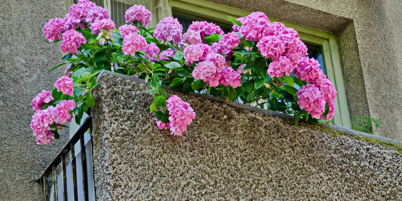 Kaskada różowych kwiatów hortensji zdobi balkon, dodając mu uroku.