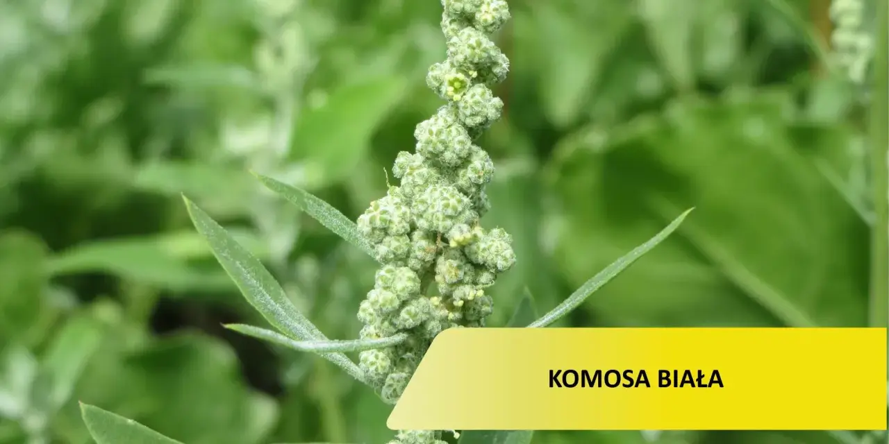 Zielona, kłująca komosa chwast z drobnymi kwiatostanami.