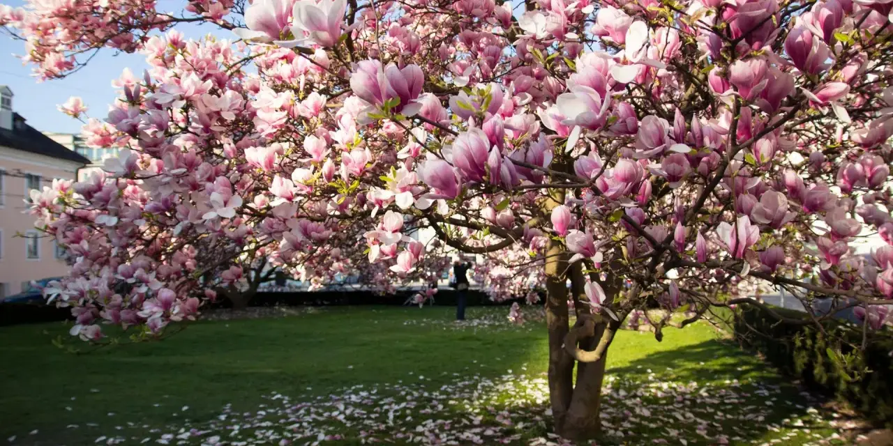 Kwiaty magnolii w doniczce tworzą różowy dywan na trawniku.