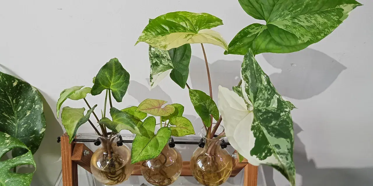Różnorodne syngonium odmiany w szklanych wazonach, z liśćmi w odcieniach zieleni i bieli, na tle białej ściany.