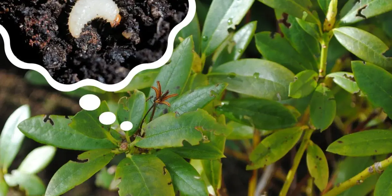 Larwa nicienia na opuchlaki żeruje na liściach rododendrona, powodując charakterystyczne wygryzione brzegi.