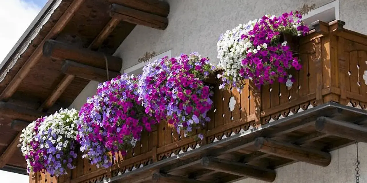 Balkon z drewnianą balustradą ozdobiony obficie kwitnącymi petuniami w kolorach białym, fioletowym i niebieskim.