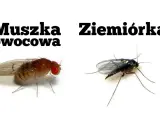 Muszka owocowa i ziemiórka, dwa rodzaje drobnych owadów, które mogą pojawić się w pobliżu kwiatów.