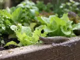 Ślimak na drewnianej krawędzi rabaty, obok sałaty, która pokazuje, co jedzą ślimaki – dziury w liściach.