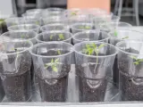 Młode sadzonki pomidorów w plastikowych kubeczkach, gotowe do przesadzenia. Zastanawiasz się, czym nawozić pomidory po pikowaniu?