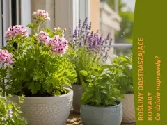 Pelargonia pachnąca, lawenda i mięta – rośliny odstraszające komary na balkonie.