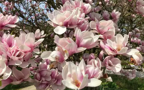 Kwiaty magnolii w odcieniach różu i bieli, kwitnące obficie na gałęziach. Widać, że magnolia czuje się jak w domu, rosnąc w żyznej ziemi.