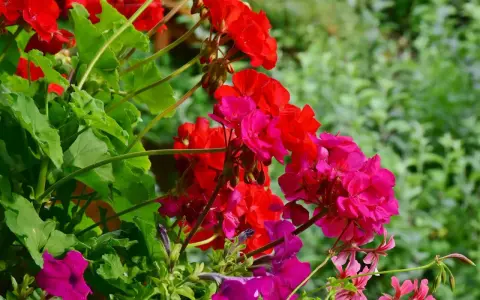 Kwiaty na balkon słoneczny: czerwone i fuksjowe pelargonie oraz fioletowe petunie tworzą barwną kompozycję.