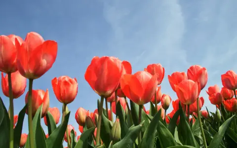 Rozległy pole tulipanów w jaskrawych odcieniach czerwieni, z błękitnym niebem w tle.