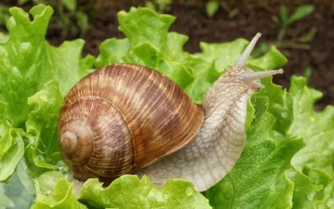 Ślimak na sałacie, który mógłby być celem dla moluskocydów.
