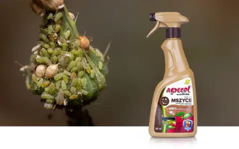 Agrecol płyn na mszyce – najskuteczniejszy preparat na mszyce, który naturalnie zwalcza szkodniki roślin. Zobacz, jak działa!