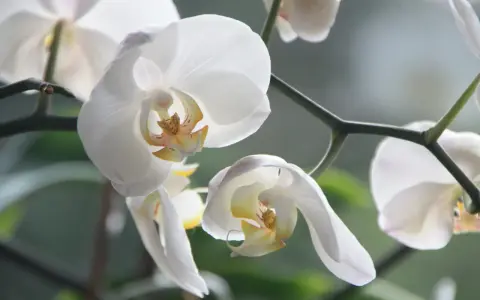 Delikatne białe kwiaty storczyka, zwane też orchideami, zwisają z zielonej łodygi.