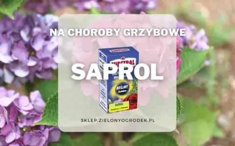 Pudełko preparatu Saprol na tle kwitnących hortensji.