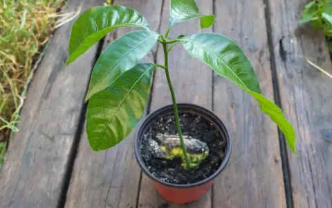 Młoda roślinka mango z pestki, z widocznym zalążkiem, w doniczce na drewnianym tle.