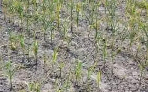Pole młodego czosnku z widocznymi objawami chorób, liście żółkną i więdną.