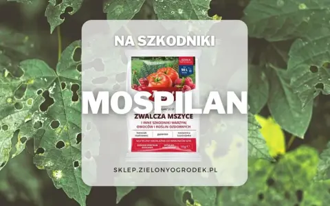 Opakowanie środka Mospilan na tle zielonych liści z dziurami.
