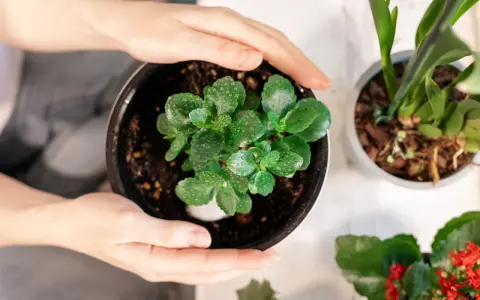 Zielone liście kalanchoe, pokryte kropelkami wody, czekają na ponowne kwitnienie.