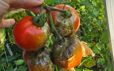 Grudki na pomidorach, objawy chorób pomidorów. Zgnilizna i plamy na dojrzewających owocach.