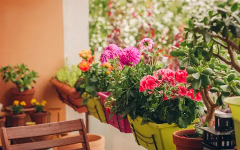 Kolorowe kwiaty na balkon zachodni: różowe dalie, czerwone pelargonie i pomarańczowe róże w donicach.