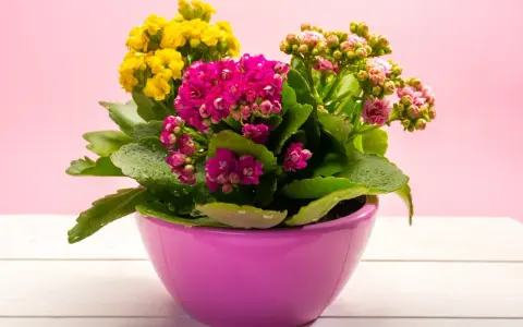 Kalanchoe kwiaty w doniczce: żółte, różowe i fuksjowe, z kroplami wody na liściach, na tle różowej ściany.