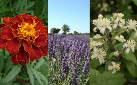 Aksamitka, lawenda i białe kwiaty – naturalne rośliny odstraszające kleszcze.