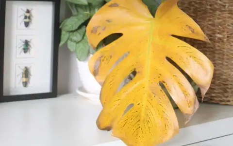 Monstera z żółtymi, plamistymi liśćmi, wskazującymi na choroby liści. Obok ramka z owadami.