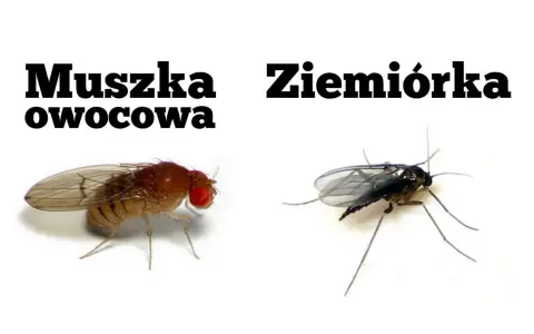 Muszka owocowa i ziemiórka, dwa rodzaje drobnych owadów, które mogą pojawić się w pobliżu kwiatów.