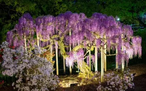 Wspaniała wisteria w donicy, oświetlona nocą, tworzy fioletowy wodospad kwiatów. Obok kwitną azalie.