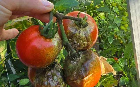 Pomidory z plamami i przebarwieniami, objawy zarazy ziemniaczanej. Jedne owoce czerwone, inne brązowe i gnijące.