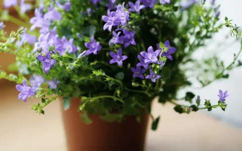 Urocza campanula w doniczce, obsypana licznymi fioletowymi dzwoneczkami, tworzy bujną, zieloną kaskadę.