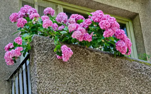 Kaskada różowych kwiatów hortensji zdobi balkon, dodając mu uroku.