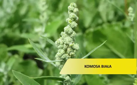 Zielona, kłująca komosa chwast z drobnymi kwiatostanami.