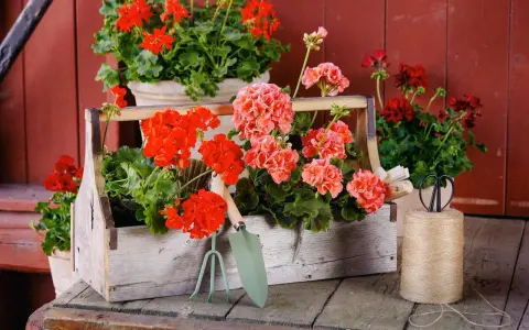 Piękne pelargonie w skrzynce, obok narzędzia ogrodnicze. Brak oznak chorób pelargonii, tylko zdrowy, bujny wzrost.