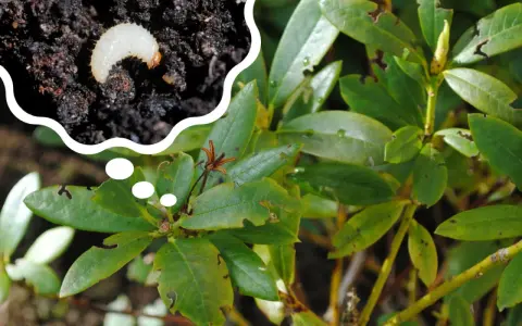 Larwa nicienia na opuchlaki żeruje na liściach rododendrona, powodując charakterystyczne wygryzione brzegi.