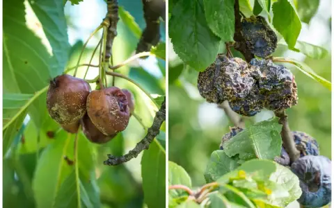Zgnite owoce na drzewach pestkowych, objawy brunatnej zgnilizny. Oprysk jest konieczny, by ratować plony.