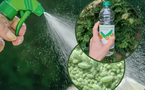 Opryskiwacz z wodą i butelka octu spirytusowego. Skuteczny ocet na mszyce w ogrodzie.