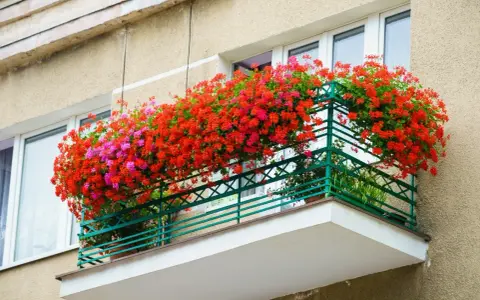 Balkon pełen kwitnących pelargonii w odcieniach czerwieni i różu. Te piękne kwiaty doniczkowe cieniolubne tworzą barwną kaskadę.