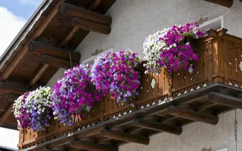 Balkon z drewnianą balustradą ozdobiony obficie kwitnącymi petuniami w kolorach białym, fioletowym i niebieskim.