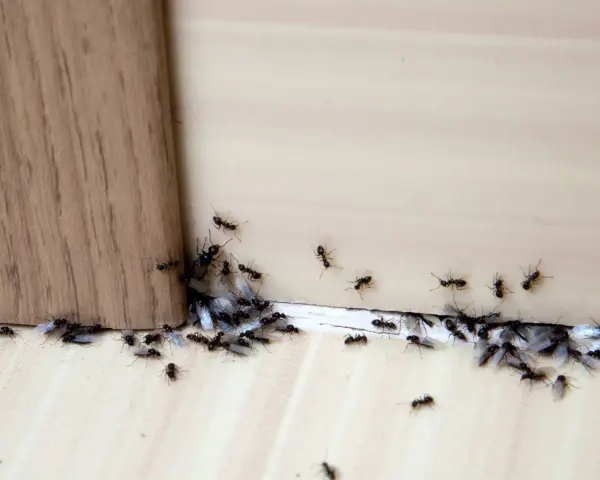 Rój mrówek z czarnymi skrzydłami zbliża się do drewnianej powierzchni. Może cynamon na mrówki zadziała?