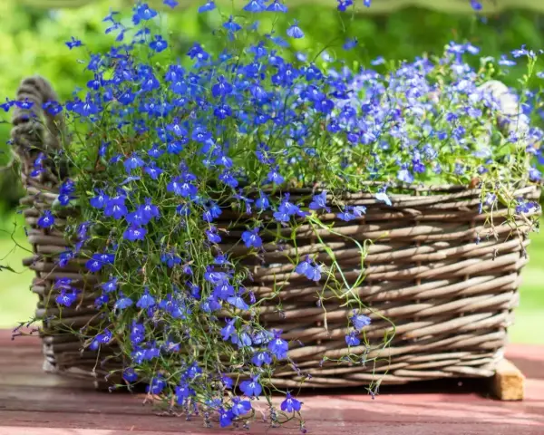 Niebieska lobelia w wiklinowym koszu, idealna do kompozycji z innymi roślinami. Z czym łączyć lobelię, by stworzyć zachwycające aranżacje?