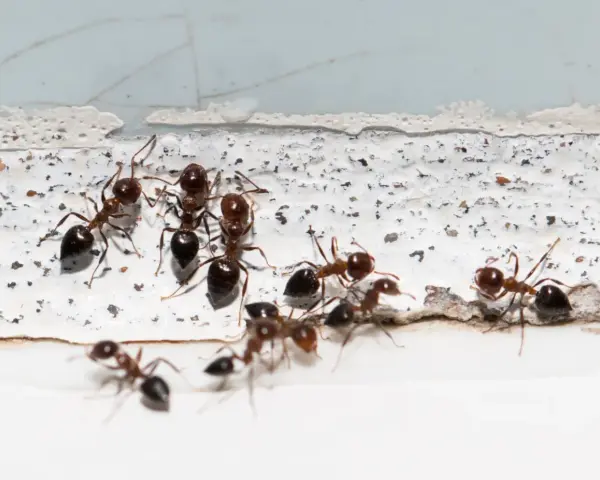 Mrówki zbierają się na białej powierzchni, być może w poszukiwaniu mąki kukurydzianej na mrówki.