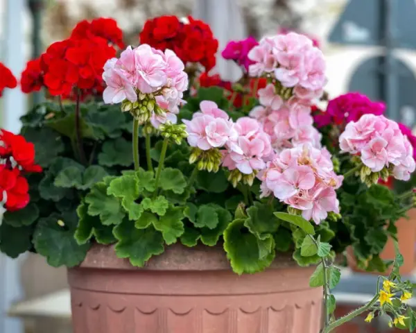 Kwitnące pelargonie w donicy. Czy pelargonie można podlewać drożdżami? Te piękne kwiaty zasługują na najlepszą pielęgnację.