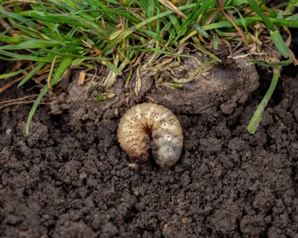 Pędraki w trawniku objawy: biała, kręta larwa żerująca w ziemi pod zieloną trawą.