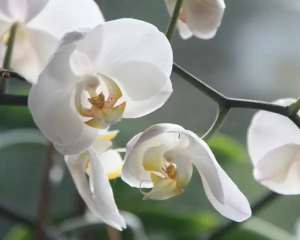 Delikatne białe kwiaty storczyka, zwane też orchideami, zwisają z zielonej łodygi.