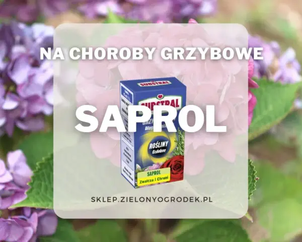 Pudełko preparatu Saprol na tle kwitnących hortensji.